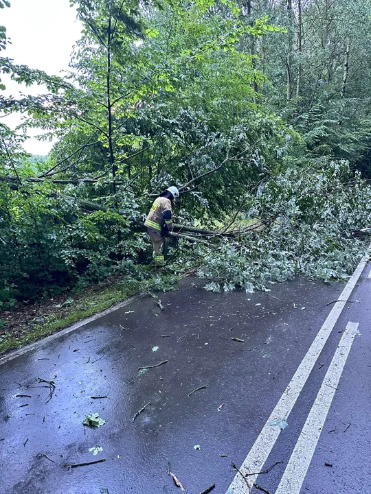 Drzewa i konary powalone w gm. Wola Mysłowska