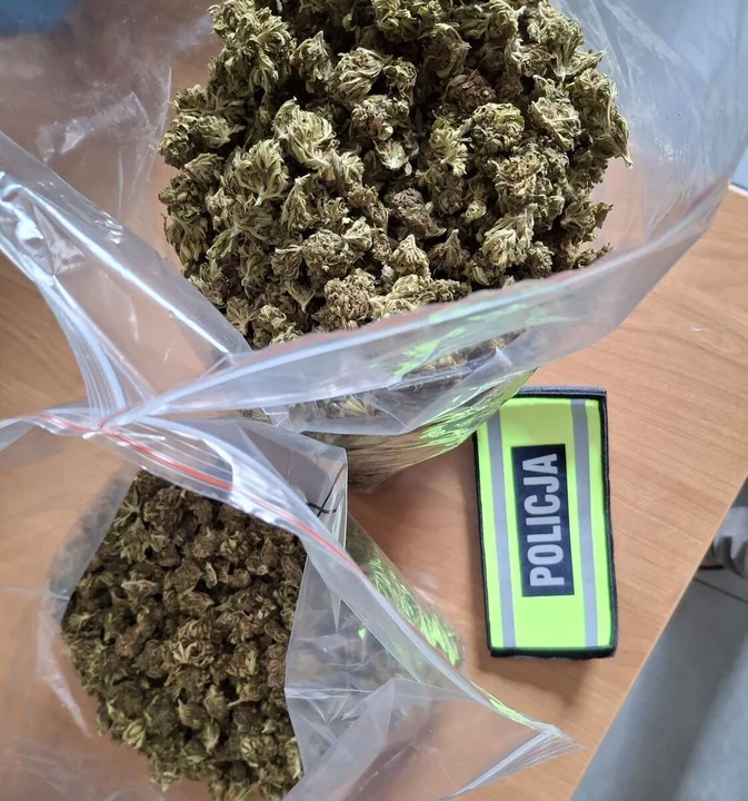 Lubelscy policjanci zlikwidowali plantację konopi. Blisko 1,3 tys. roślin i 4 kg suszu marihuany