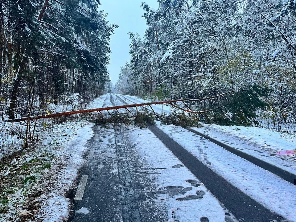 Powalone drzewa w gminie Łuków. Dwie interwencje strażaków z Gręzówki - Zdjęcie główne