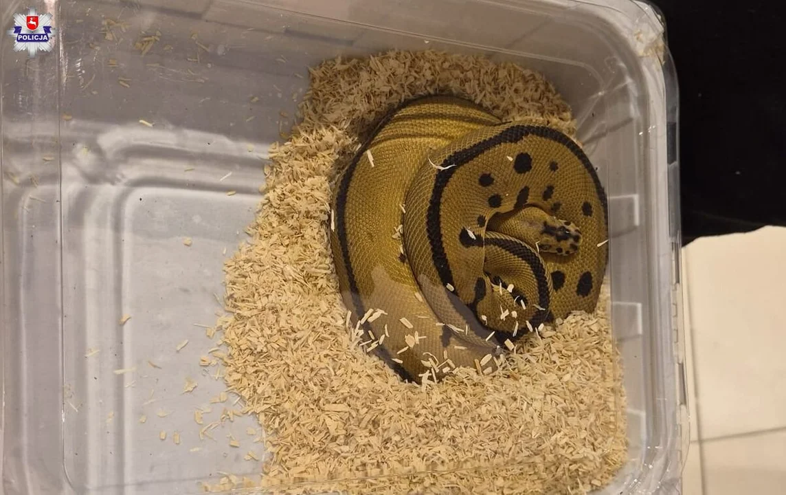 Nielegalny handel na targach zwierząt w Lublinie. Policja przejęła kameleony i węże