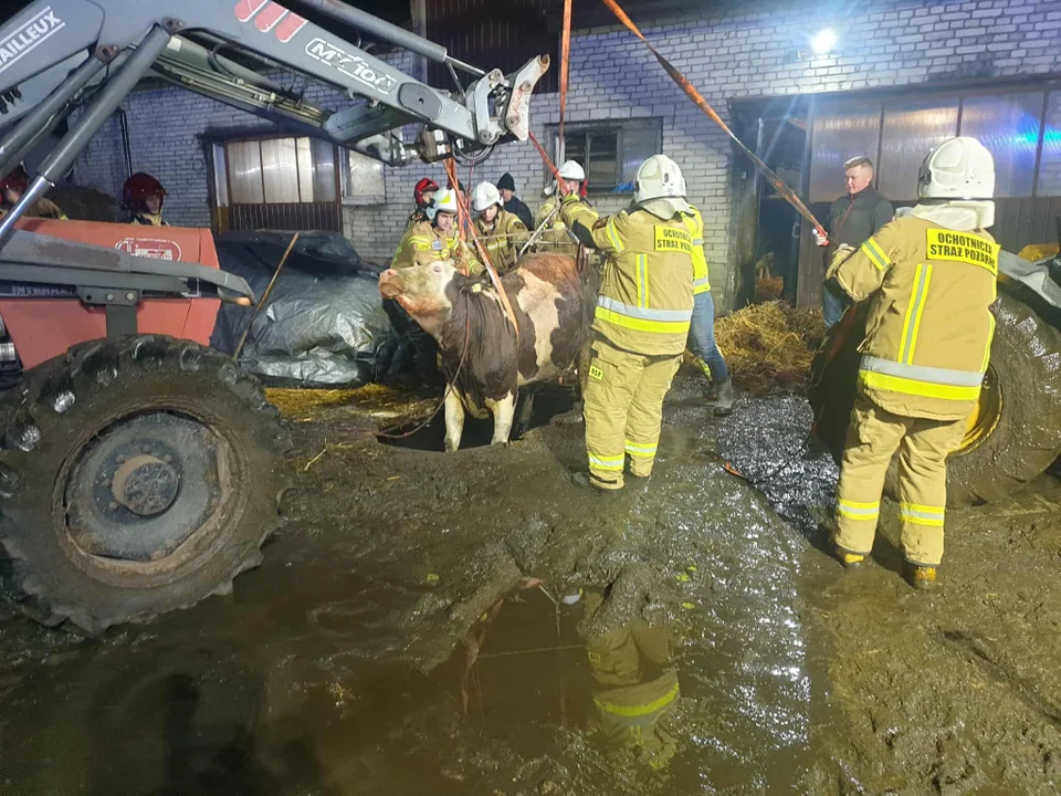 Strażacy uratowali krowę, która wpadła do szamba!