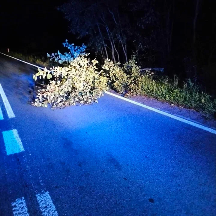 Ugasili pożar i usunęli powalone drzewo