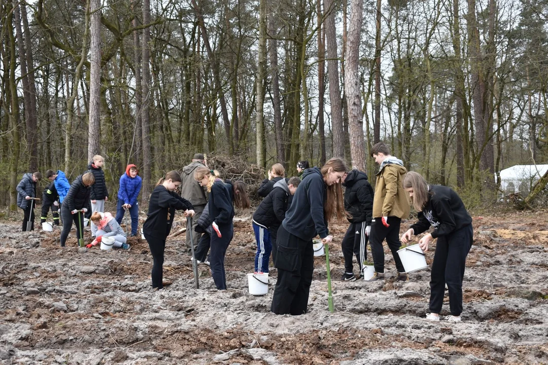 Sadzenie lasu w Nadleśnictwie Puławy