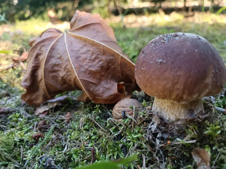 Opole Lubelskie: Sanepid zaprasza na wystawę grzybów - Zdjęcie główne