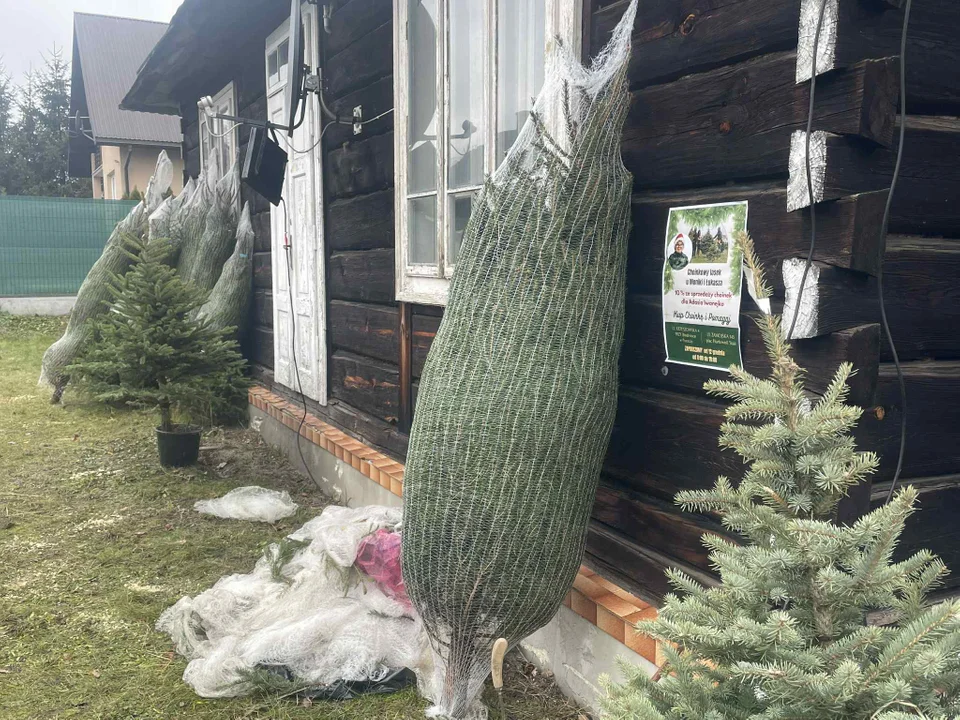 Sprzedaż choinek 2025: Choinkowy Lasek w Biłgoraju.