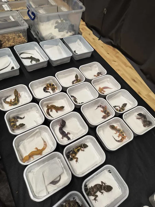 Żółwie, kameleony i pytony w rękach służb. Nielegalny handel na targach w Lublinie