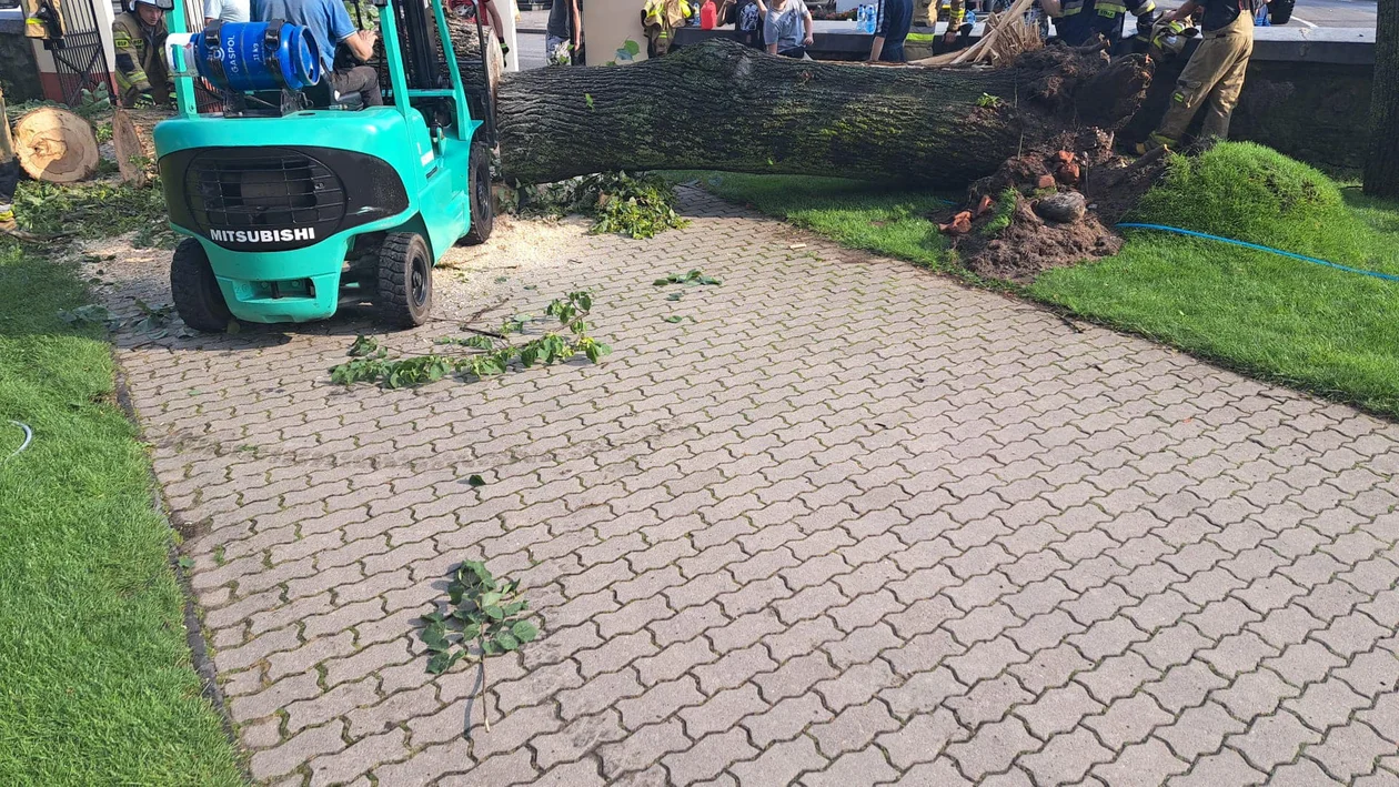 Drzewo Upadło na Plac Kościelny w Stoczku Łukowskim