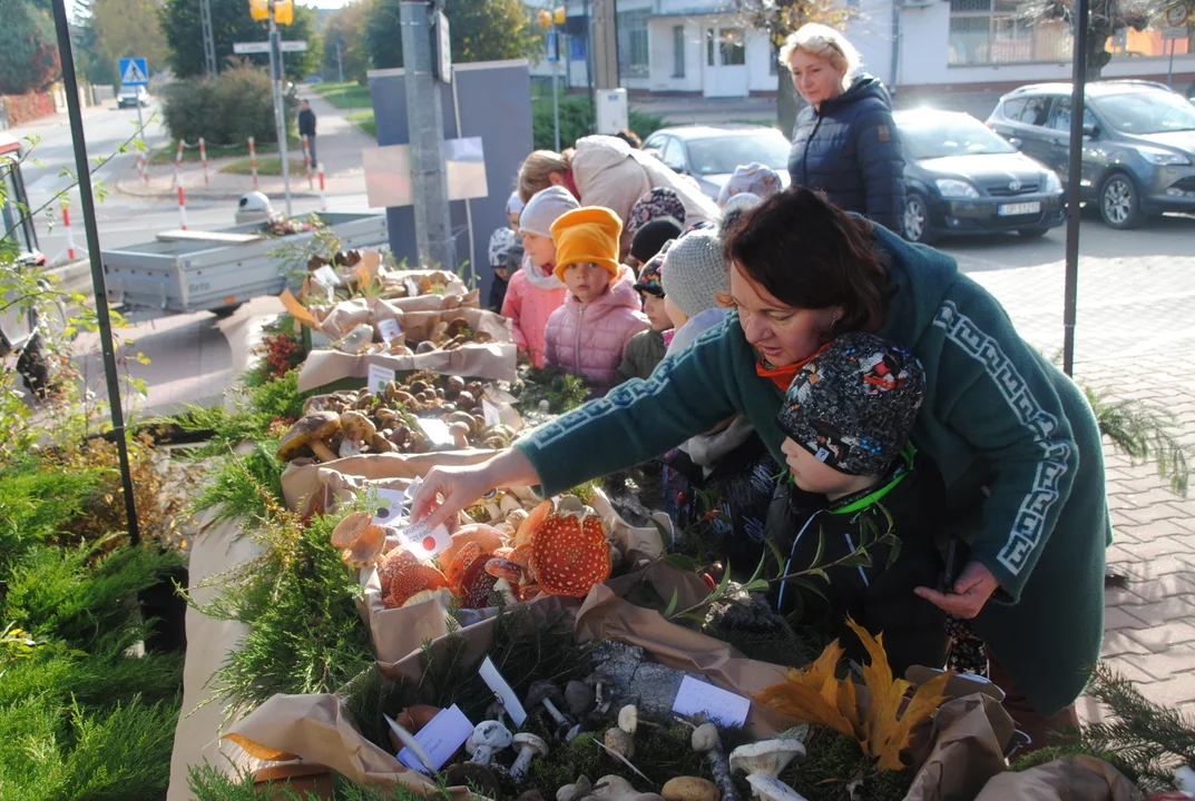 Opole Lubelskie: Wystawa grzybów przed SANEPIDEM (ZDJĘCIA) - Zdjęcie główne