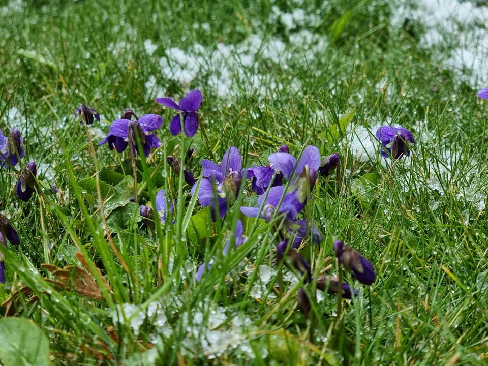 Opole Lubelskie: Pierwsza wiosenna śnieżyca za nami (ZDJĘCIA) - Zdjęcie główne