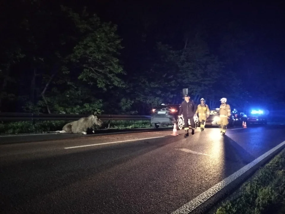 Wypadek z Łosiem DK19