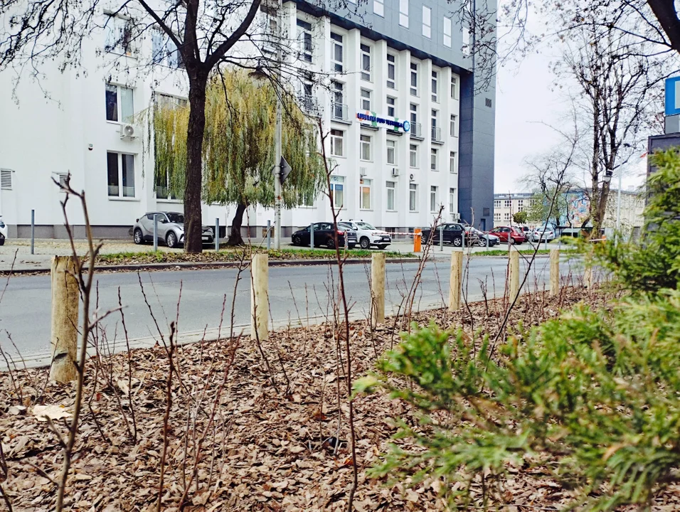 Lublin: W mieście pojawiła się nowa zieleń