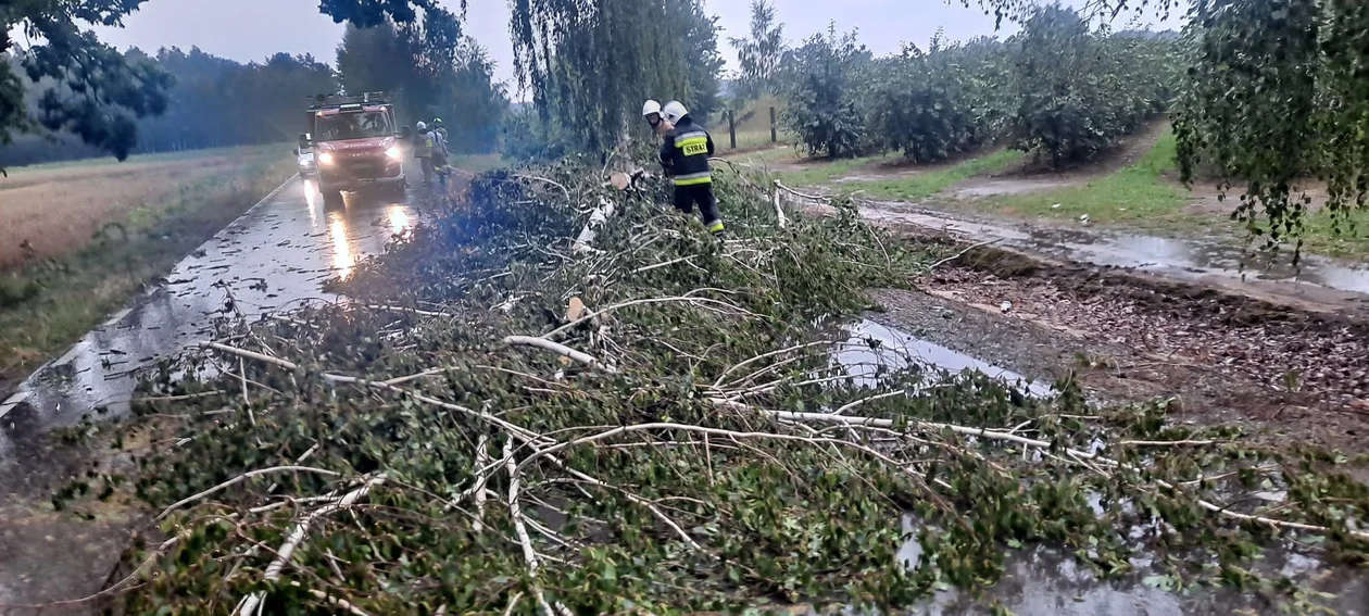 Strażacy z Charlejowa usuwali powalone drzewa