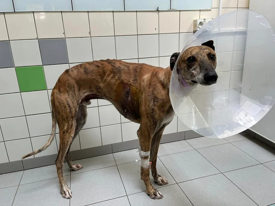 Powiat opolski: Z taką raną pies skomlał z bólu. Uratowali go obrońcy zwierząt (ZDJĘCIA) - Zdjęcie główne