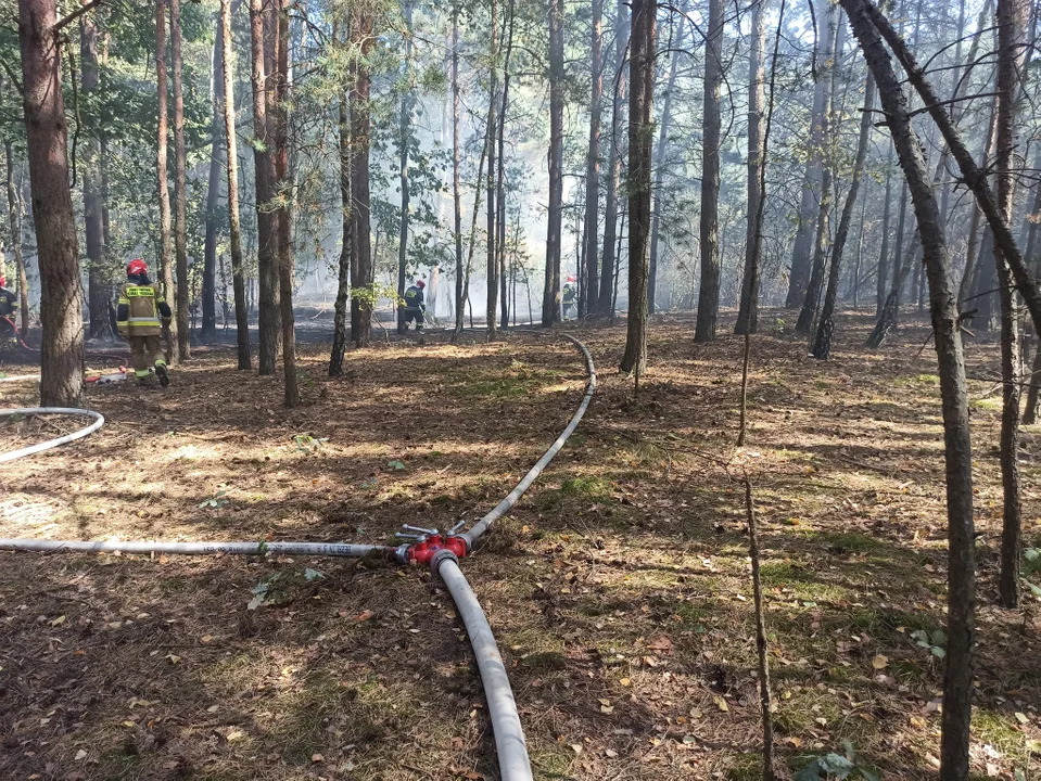 Pożar lasu w Emilcinie