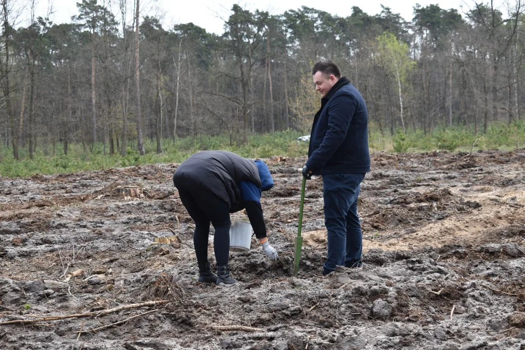 Sadzenie lasu w Nadleśnictwie Puławy