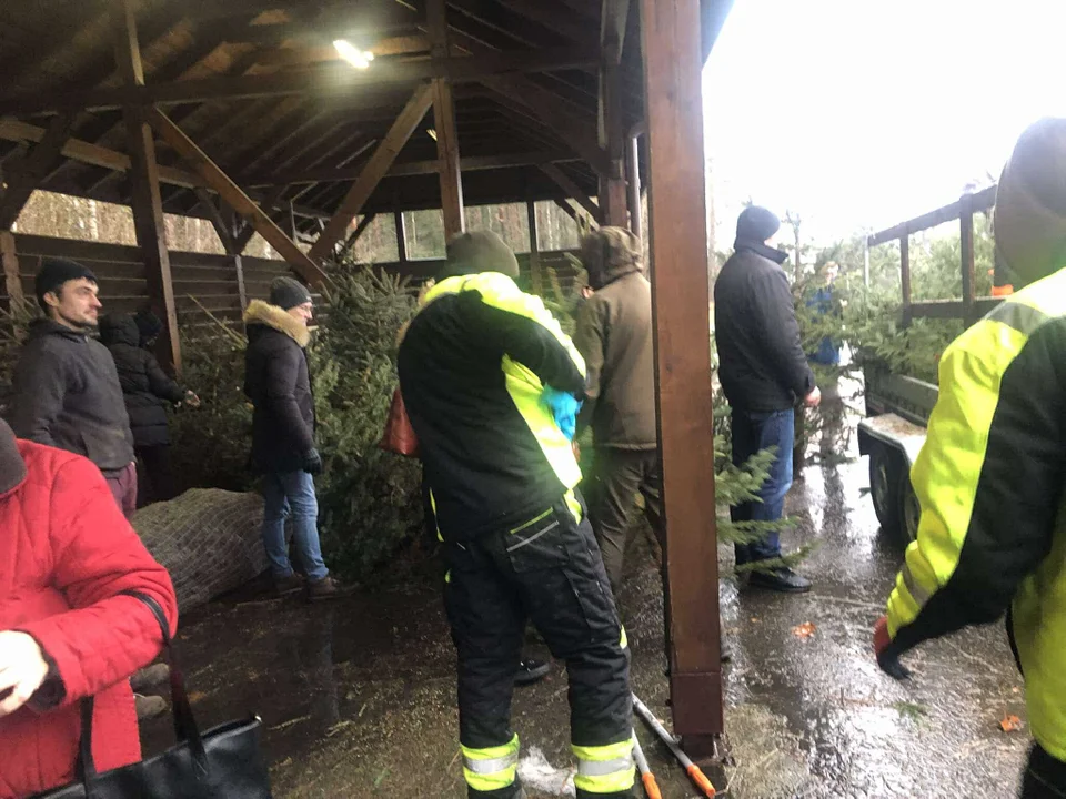 Leśnicy z powiatu sprzedają choinki. Jakie ceny? (foto) - Zdjęcie główne