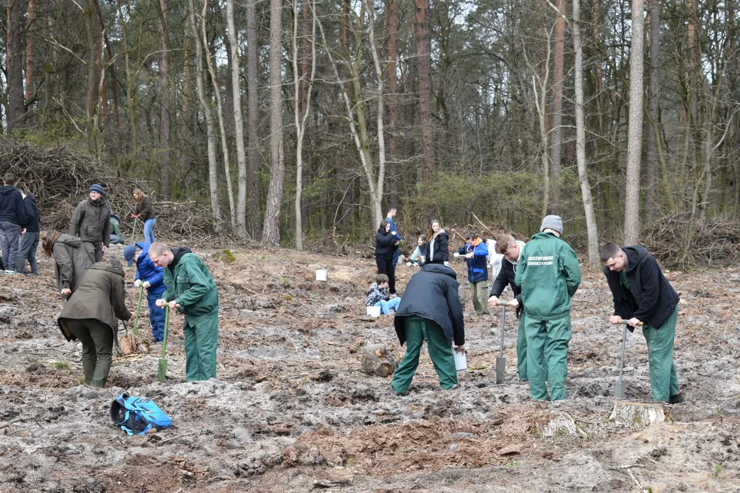 Sadzenie lasu w Nadleśnictwie Puławy