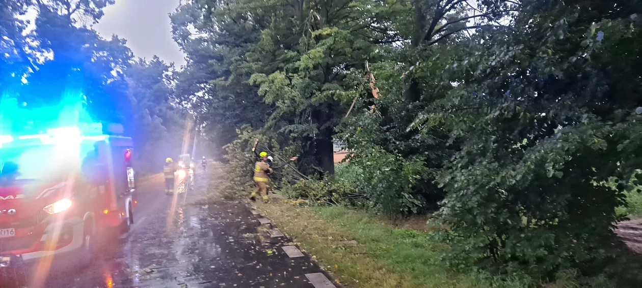 Strażacy z Charlejowa usuwali powalone drzewa