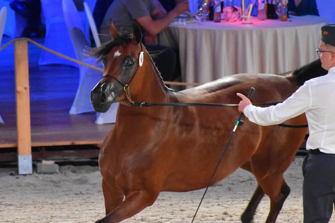 Prezentacja koni na aukcję Pride of Poland za nami. To tylko część Dni Konia Arabskiego w Janowie Podlaskim [ZDJĘCIA] - Zdjęcie główne