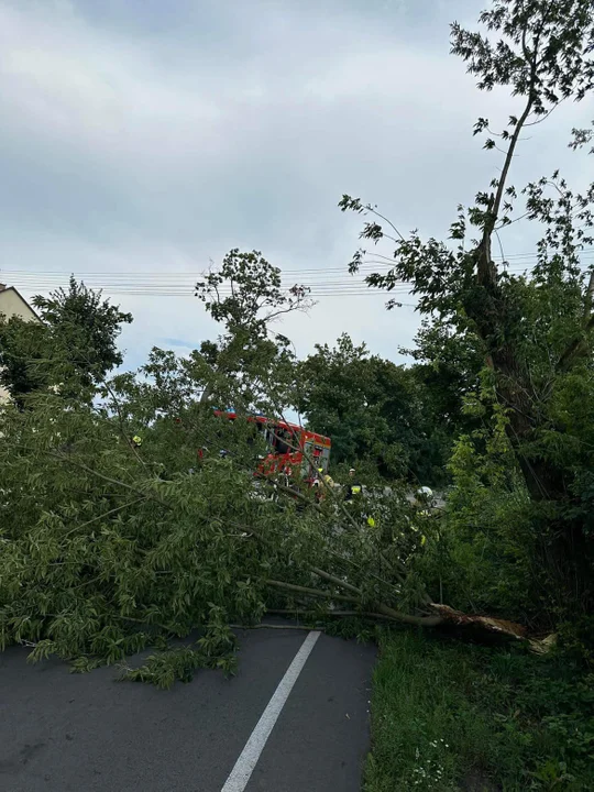 Potężny wiatr w regionie. Drzewa zablokowały drogę w powiecie łukowskim - Zdjęcie główne