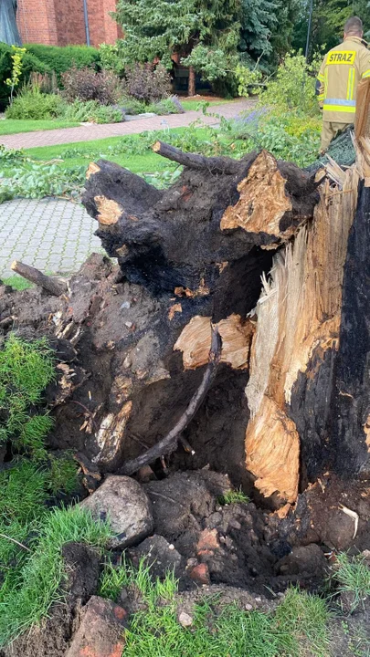 Burza spowodowała zniszczenia w powiecie łukowskim. Drzewo upadło na plac kościelny - Zdjęcie główne