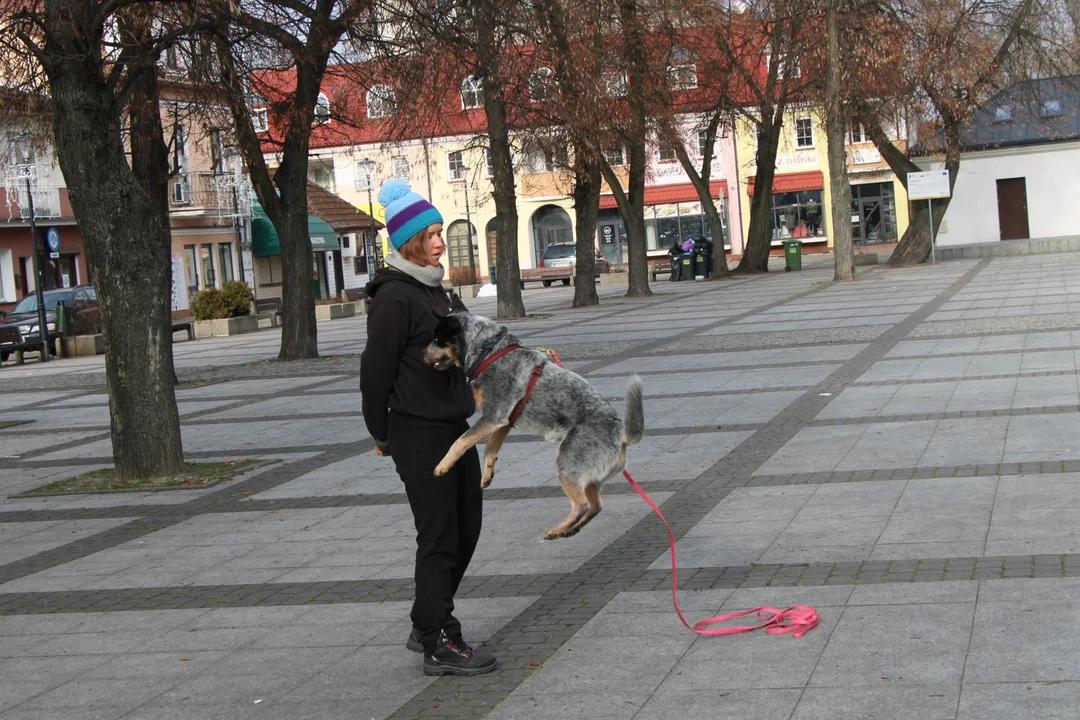 Tresura psów na WOŚP w Lubartowie (zdjęcia) - Zdjęcie główne