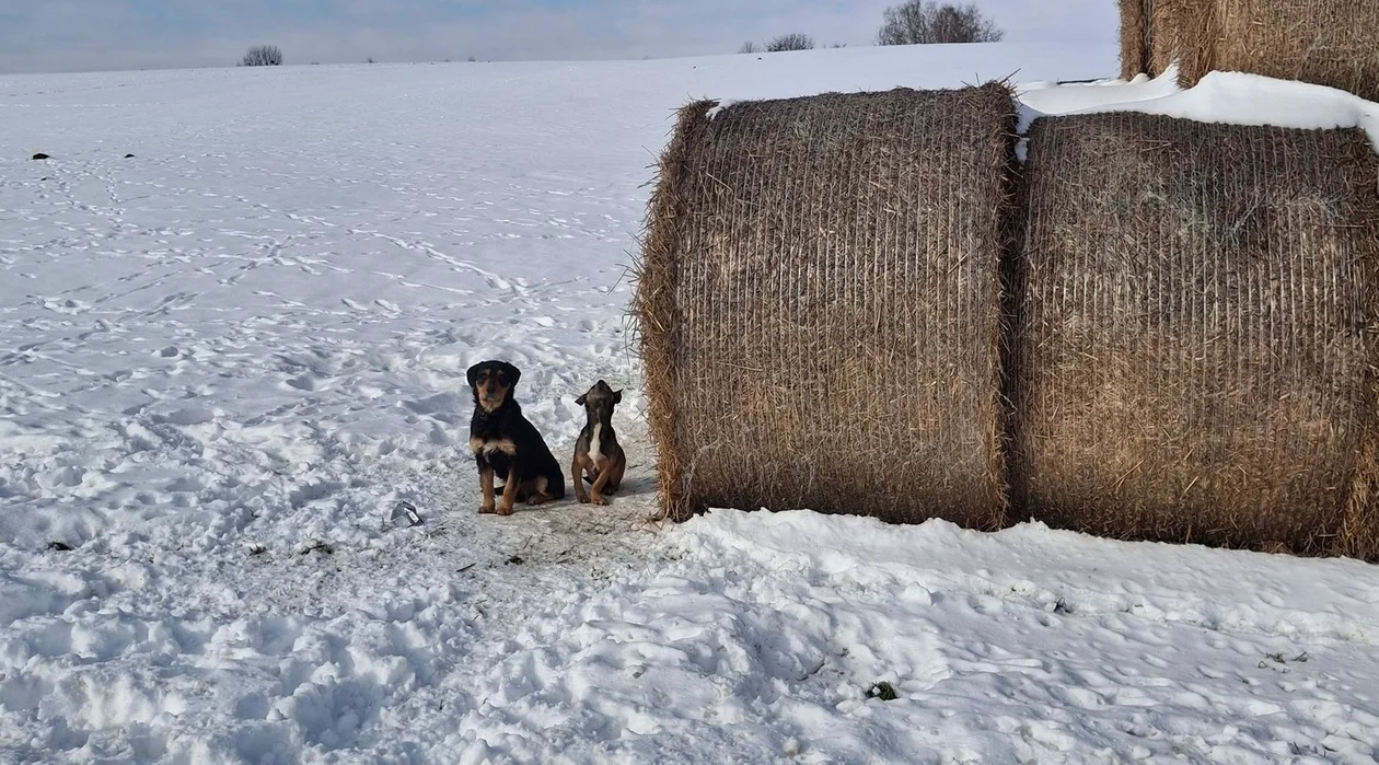 Skandal w gminie Łabunie. Kto to zrobił? - Zdjęcie główne