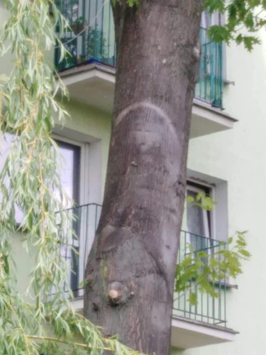 Wizerunek Matki Boskiej na drzewie w Parczewie
