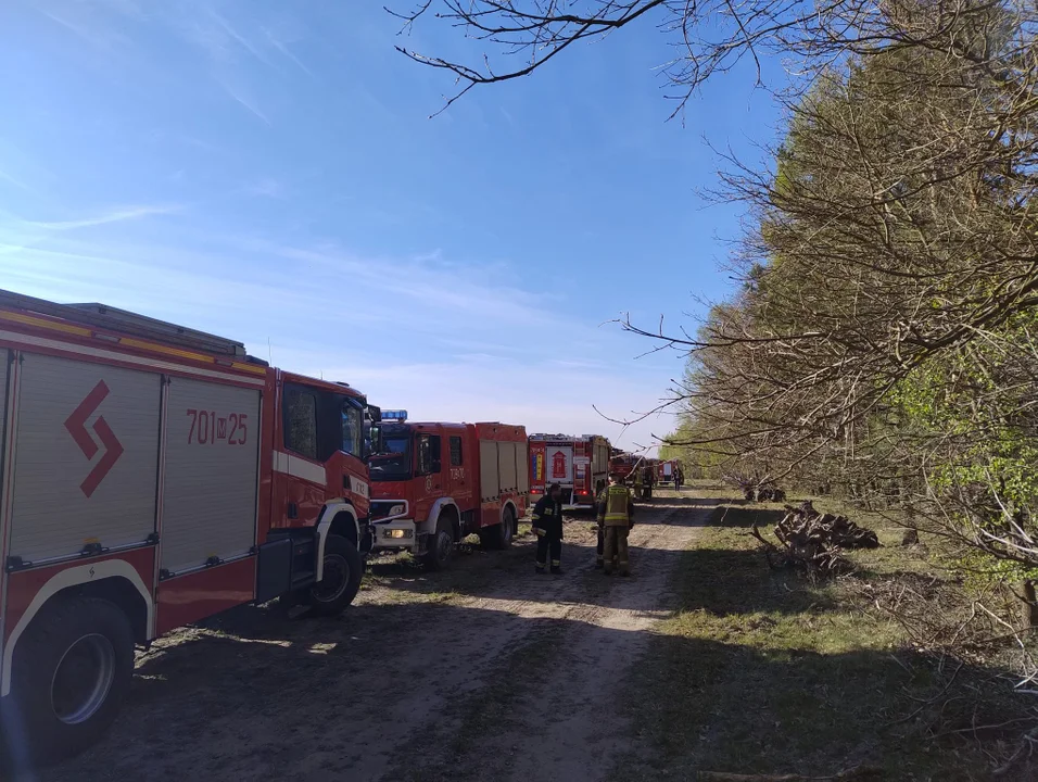 Pożar lasu w powiecie puławskim