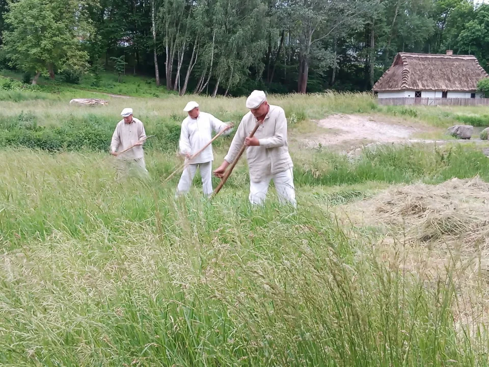 W Lublinie trwają sianokosy. To prawdziwa podróż w czasie (galeria) - Zdjęcie główne
