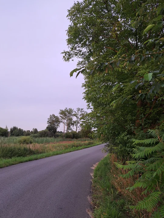 Zarośnięte pobocza przy drodze gminnej w Wólce Komaszyckiej