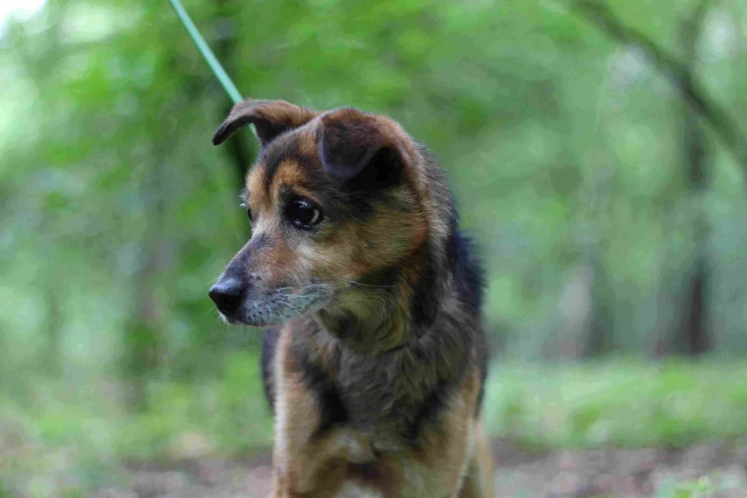 Walentynkowe spacery z psami w Puławach - Zdjęcie główne