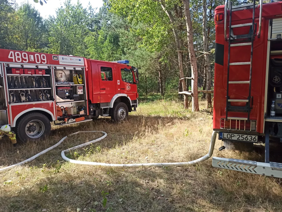 Pożar lasu w Emilcinie