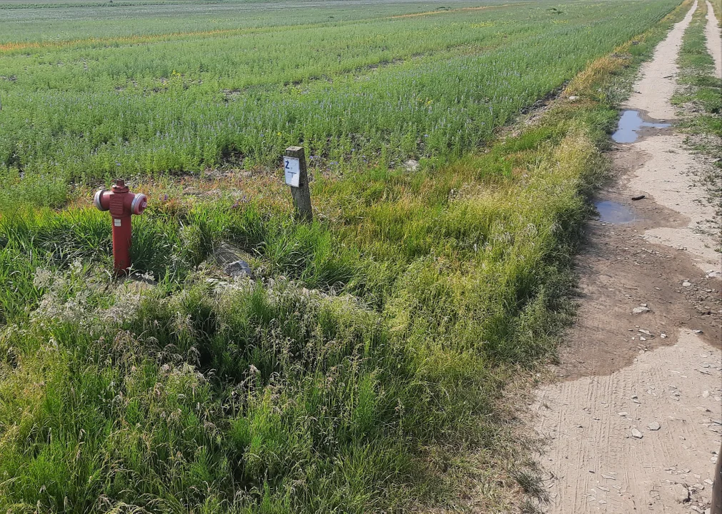 Gmina Wojcieszków walczy z suszą i niedoborem wody, a ktoś celowo odkręcił hydrant w Zofiborze - Zdjęcie główne