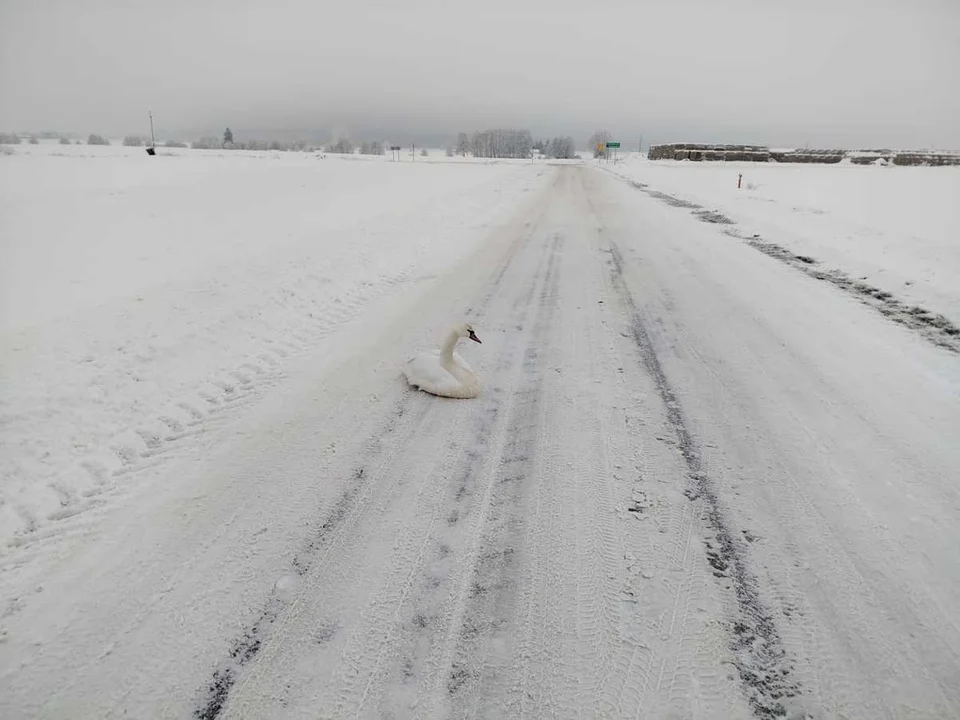 Leżał na środku zaśnieżonej jedni. Co zrobił mieszkaniec? - Zdjęcie główne