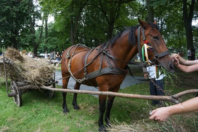 Żniwa w Bronicach cz. 2