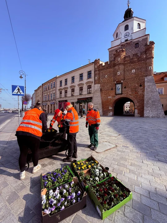 Lublin: Wiosna melduje się w centrum miasta. Zasadzą tysiące kolorowych kwiatów