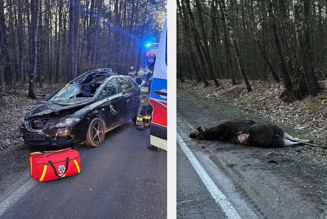 29- latek z Łukowa ranny po zderzeniu z łosiem! Jego seat zniszczony! (ZDJĘCIA) - Zdjęcie główne