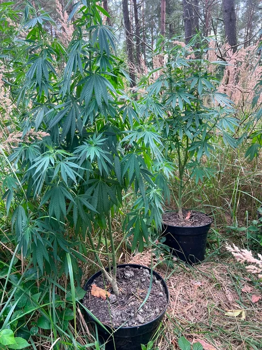 Powiat bialski: Plantacja konopi i ponad 4,5 kg środków odurzających. Para trafiła do aresztu po akcji kryminalnych
