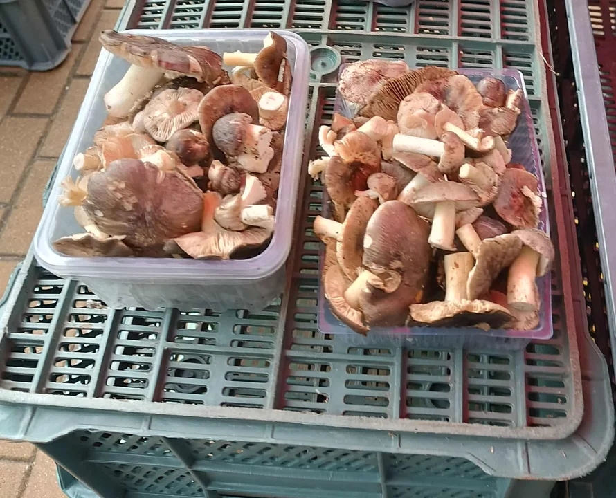 targ w Lubartowie 28 października