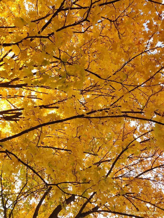 „Mobilas. Fotografia mobilna w lesie”. Foto-spacery z Marzeną Gawriłow