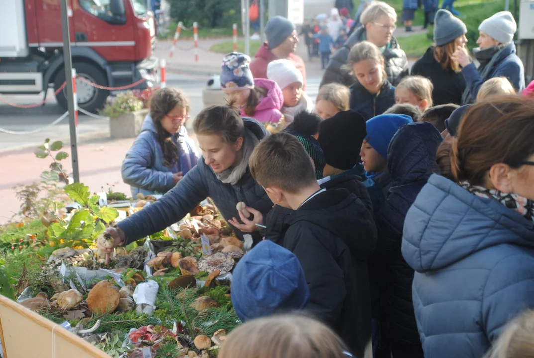 Opole Lubelskie: Sanepid zorganizował wystawę grzybów (ZDJĘCIA) - Zdjęcie główne