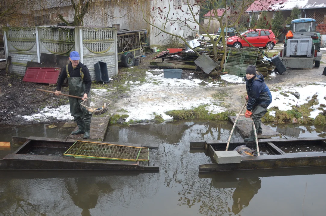 Gospodarstwo rybackie "Karp z Borowa"