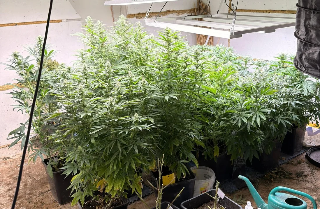 Lublin: 39-latek miał plantacje marihuany i nielegalny rewolwer. To kolejne zatrzymnie w tej sprawie