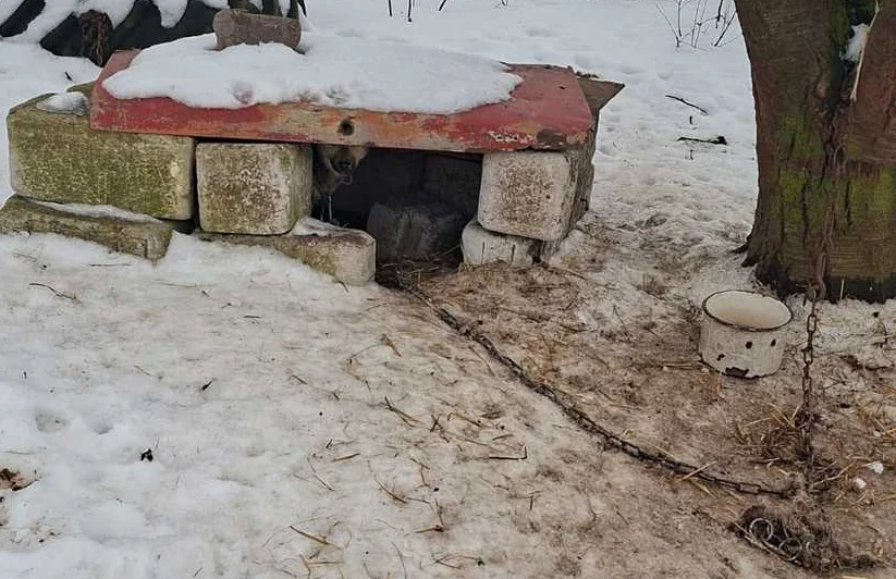 Lubelskie: Małżeństwo zgotowało piekło 16 psom. Zaniedbane wygłodzone i w fatalnych warunkach