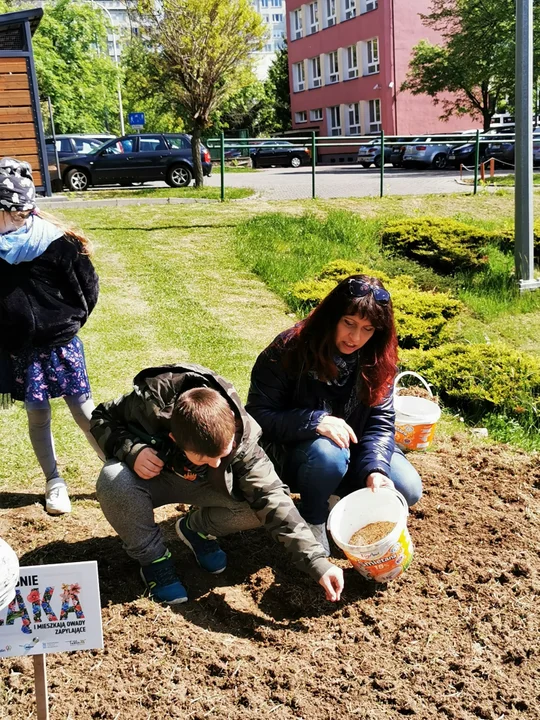 Lublin: Przy szkołach rozkwitają łąki. To projekt z Budżetu Obywatelskiego