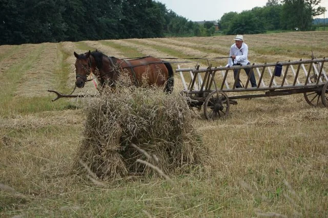 Żniwa w Bronicach