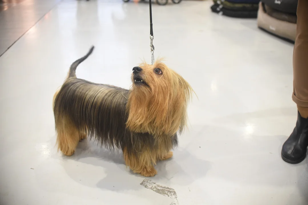 Międzynarodowa Wystawa Psów Rasowych