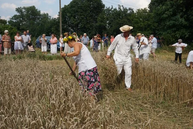 Żniwa w Bronicach