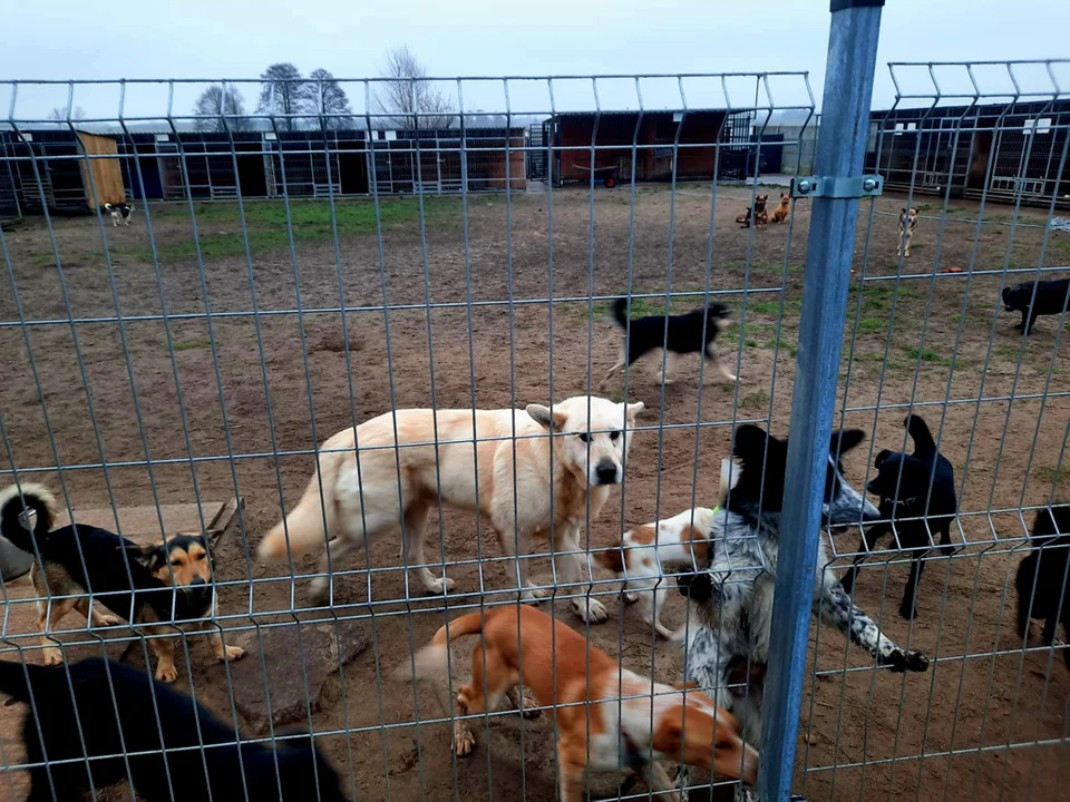 Zbiórka Gwiazdka dla zwierzaków